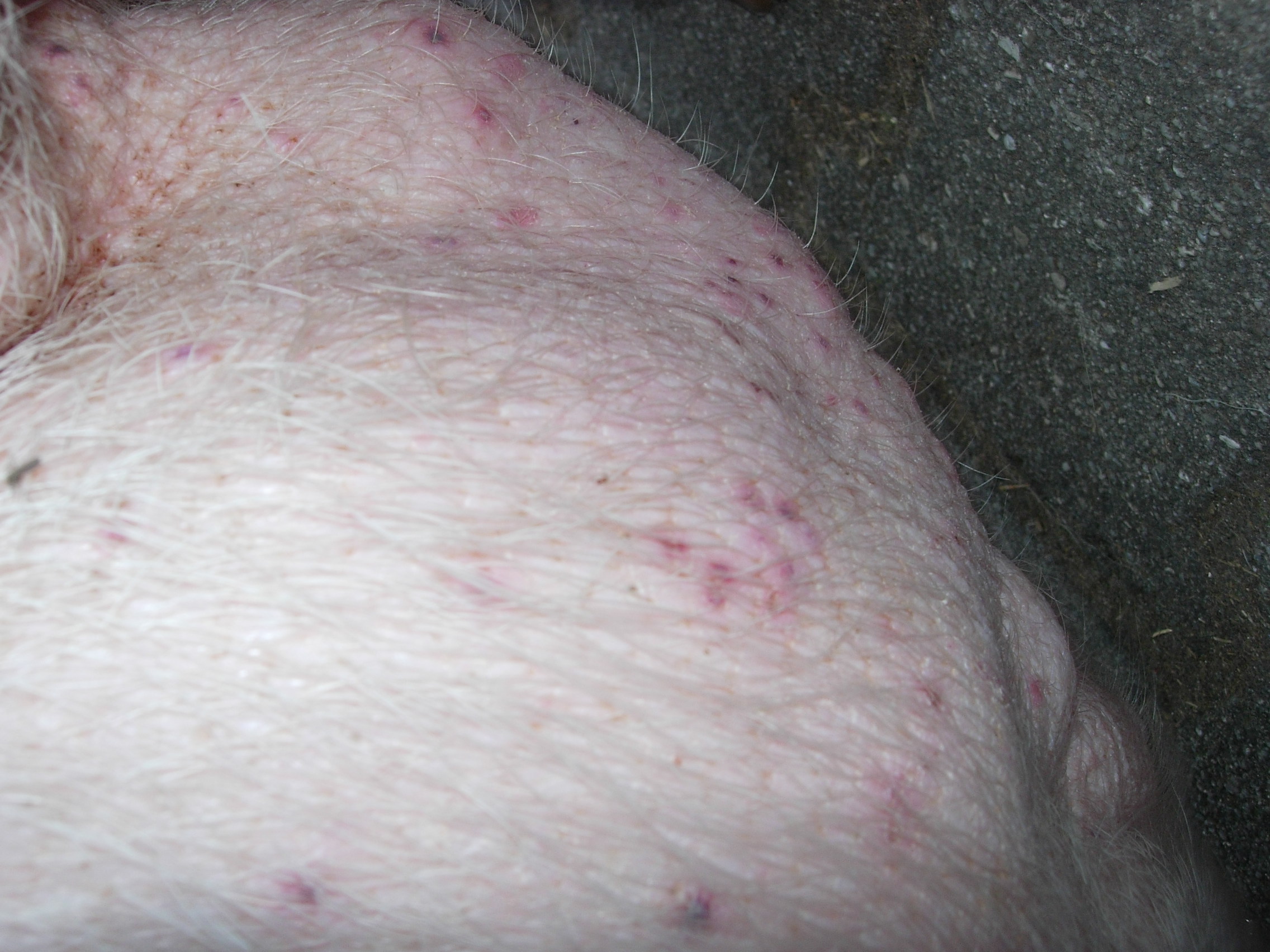 SchweinefreundeForum Druckvorschau Bayern 83131 Gauting (München